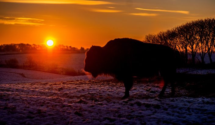 Bison-01 Bison