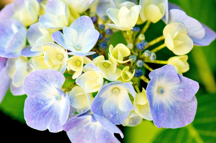 Hortensia_05 Hortensia
