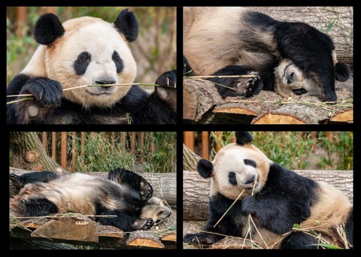 Pandaen, også kaldet den store panda, kæmpepanda eller bambusbjørn, er et pattedyr i bjørnefamilien. Panda