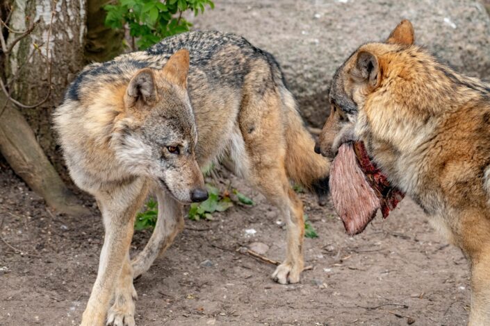 Ulve i København Zoo Fotograf Jens Bach ulve