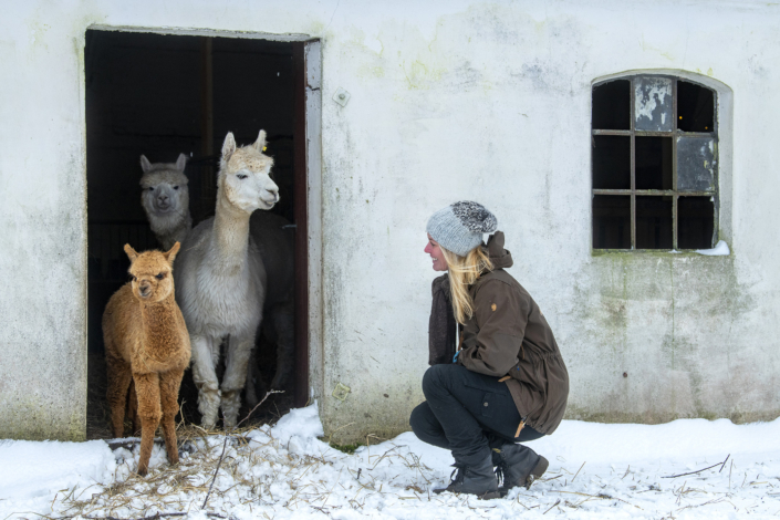 Lise Drastrup og hendes alpacas i Dronningllund
