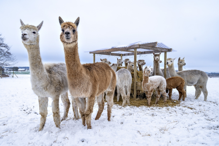 Lise Drastrup og hendes alpacas i Dronningllund