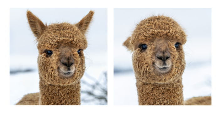 Lise Drastrup og hendes alpacas i Dronningllund